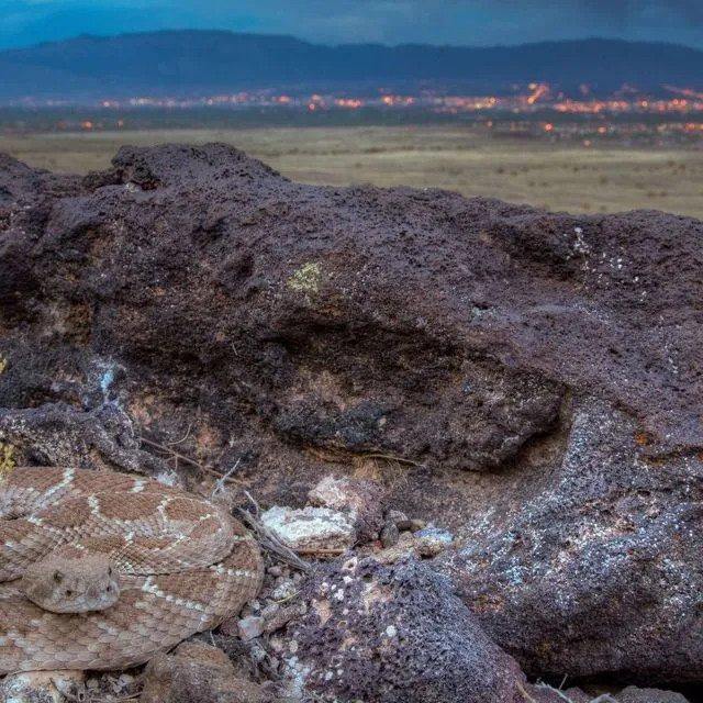 thumbnail for publication: Venomous Snakes and Lizards of New Mexico